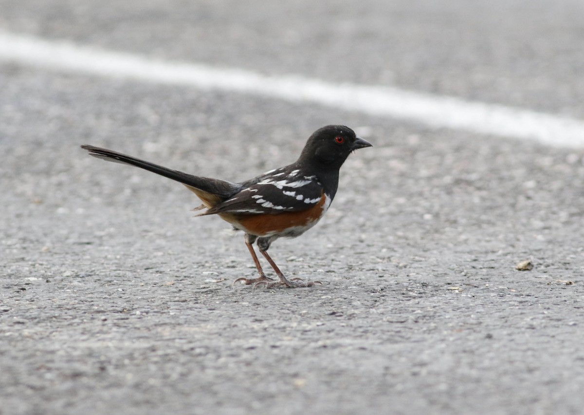 Spotted Towhee (maculatus Group) - ML170123651