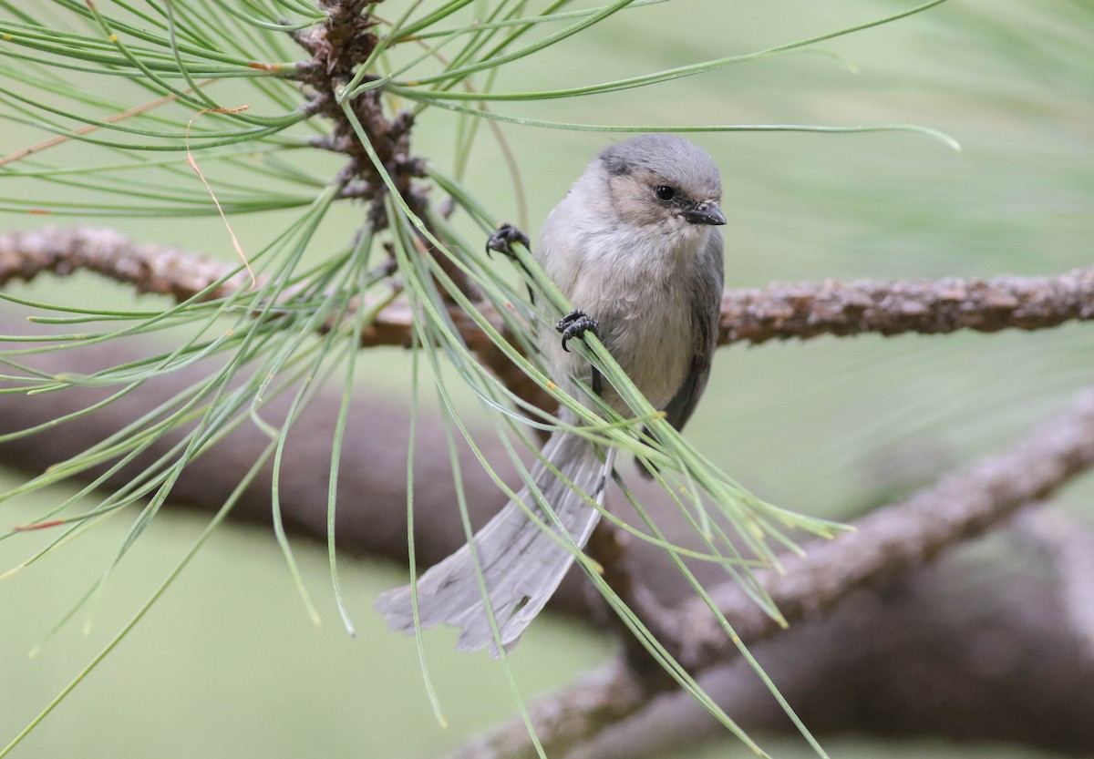 Bushtit (Interior) - ML170123701