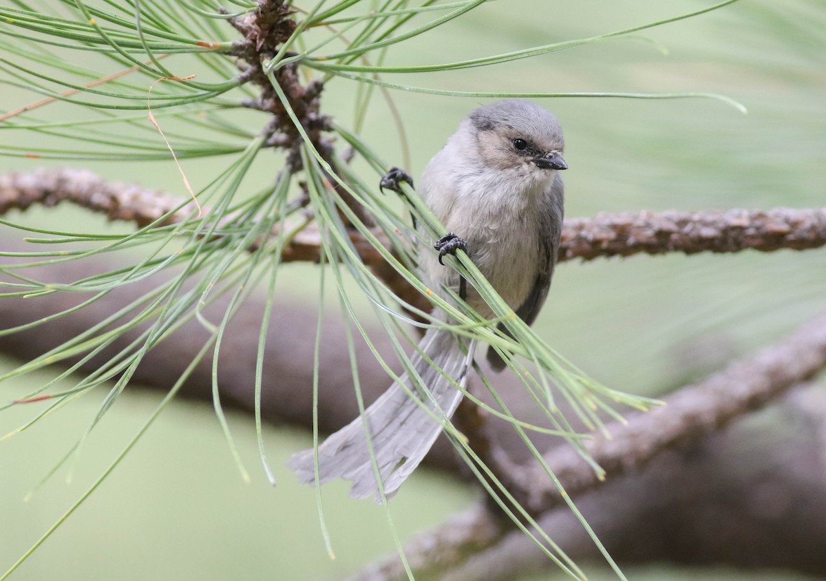 Bushtit (Interior) - ML170123711