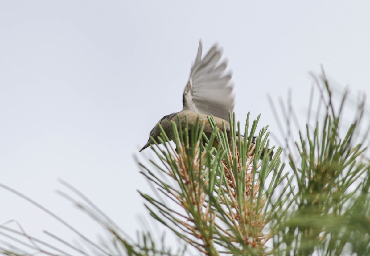 White-breasted Nuthatch (Interior West) - ML170123741