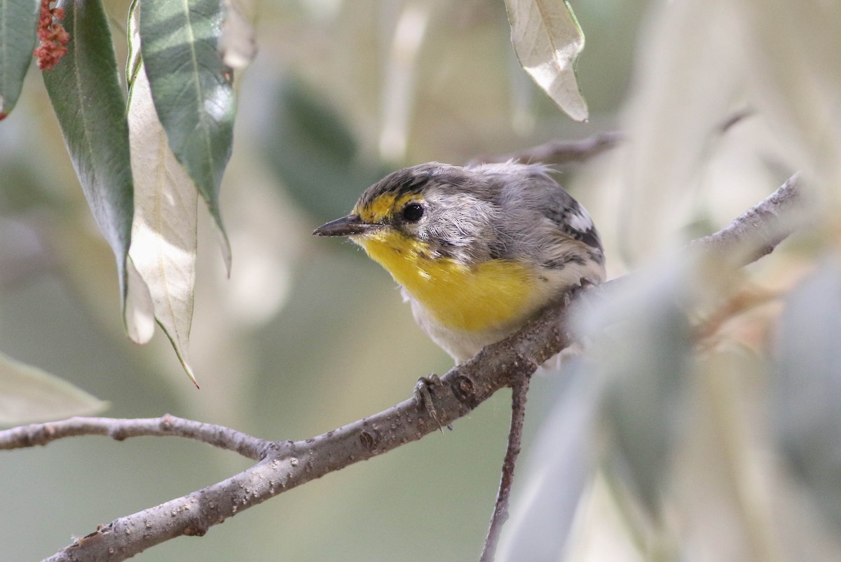 Grace's Warbler - ML170123831