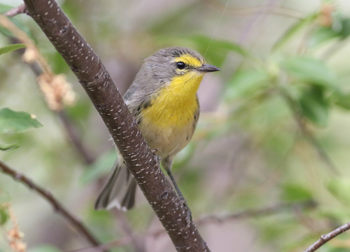 Grace's Warbler - ML170123881