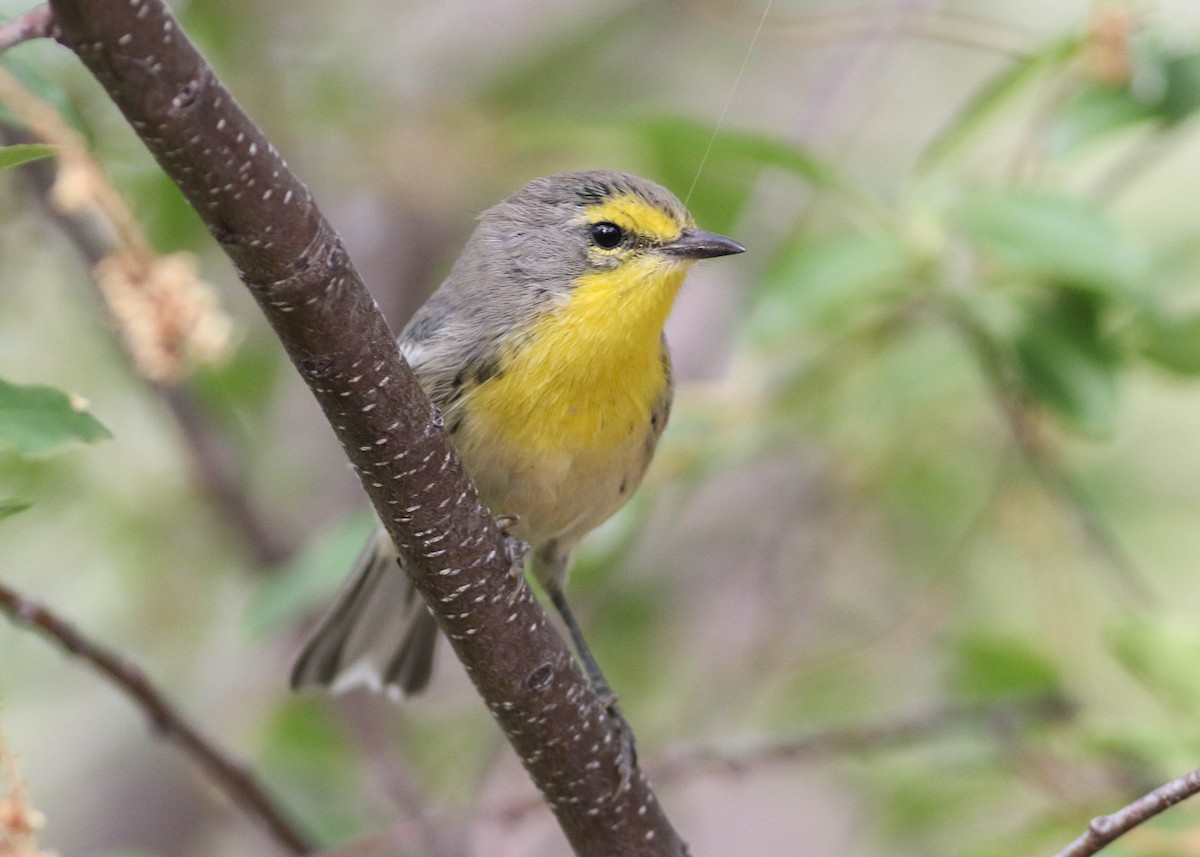 Grace's Warbler - ML170123891