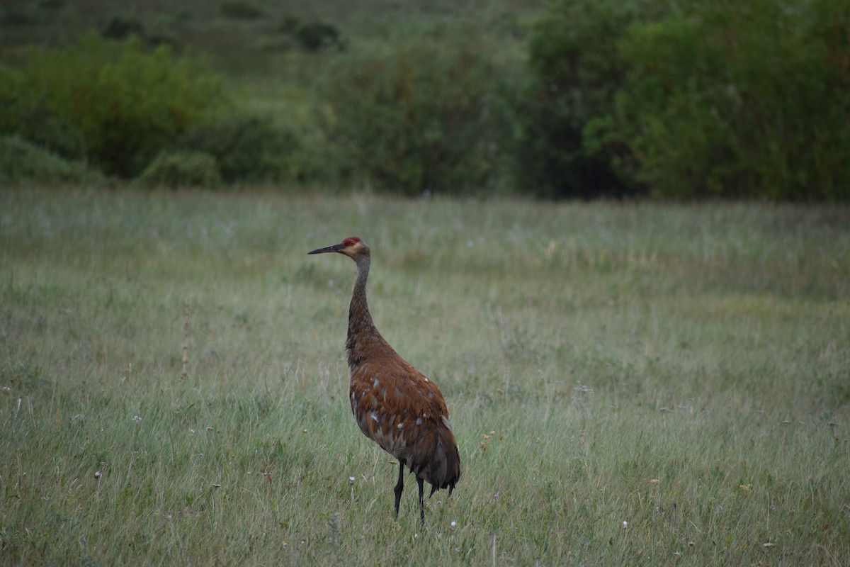 Sandhill Crane - ML170125061