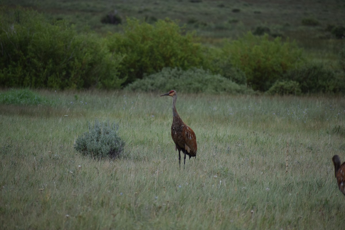 Sandhill Crane - ML170125071