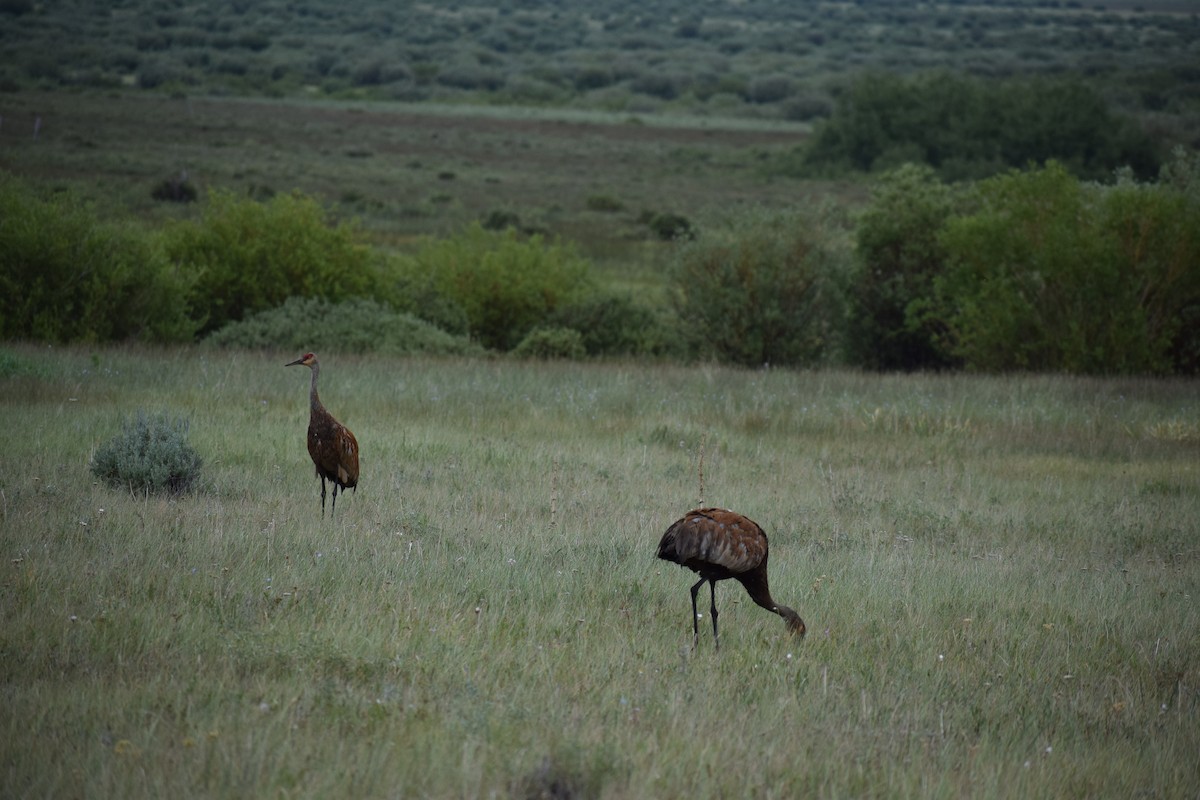 Sandhill Crane - ML170125081