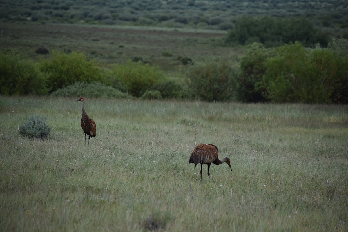 Sandhill Crane - ML170125091