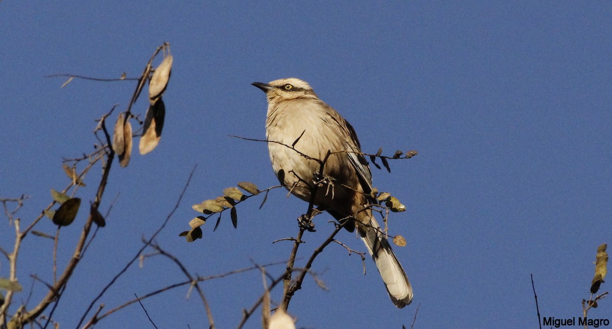 Chalk-browed Mockingbird - Miguel  Magro