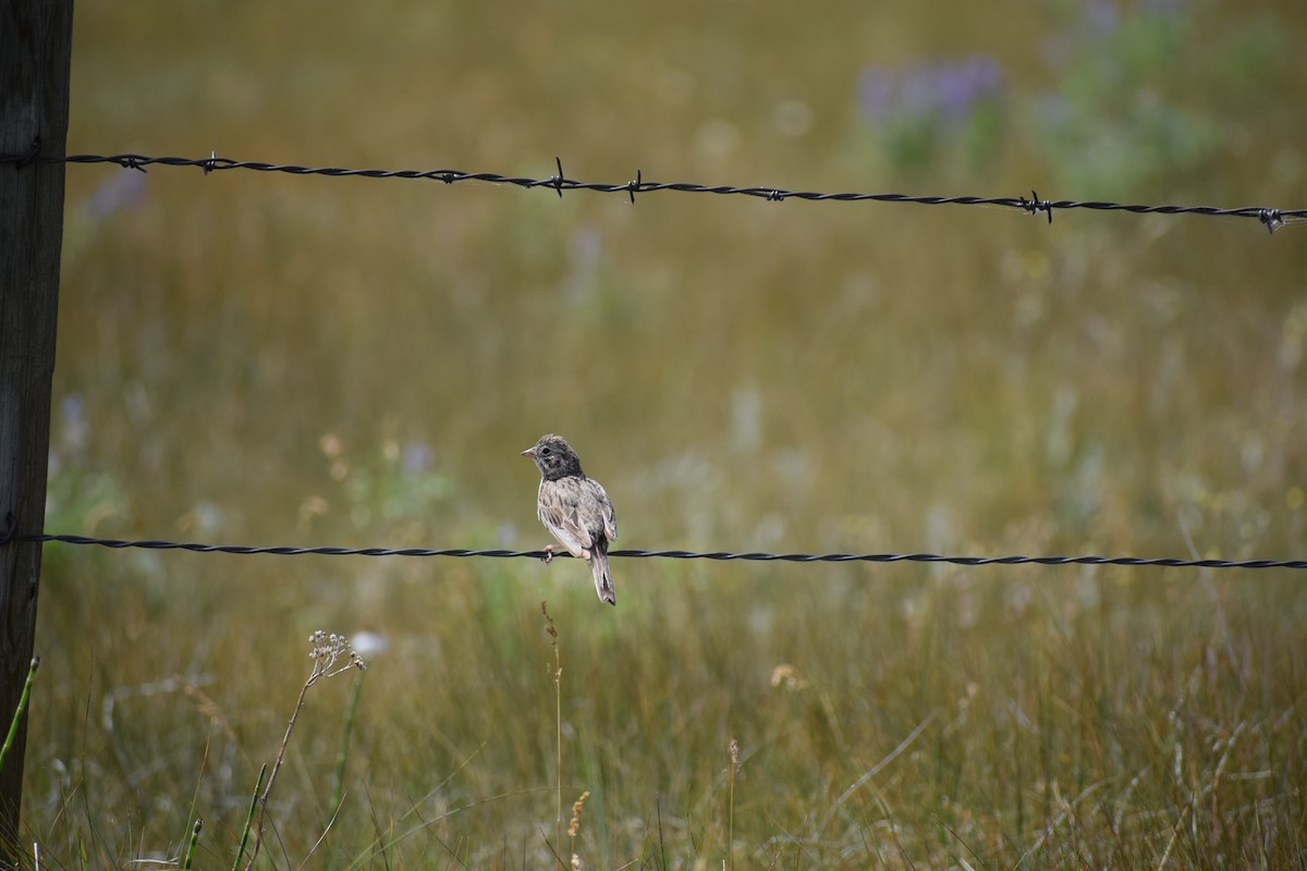 Vesper Sparrow - ML170125391
