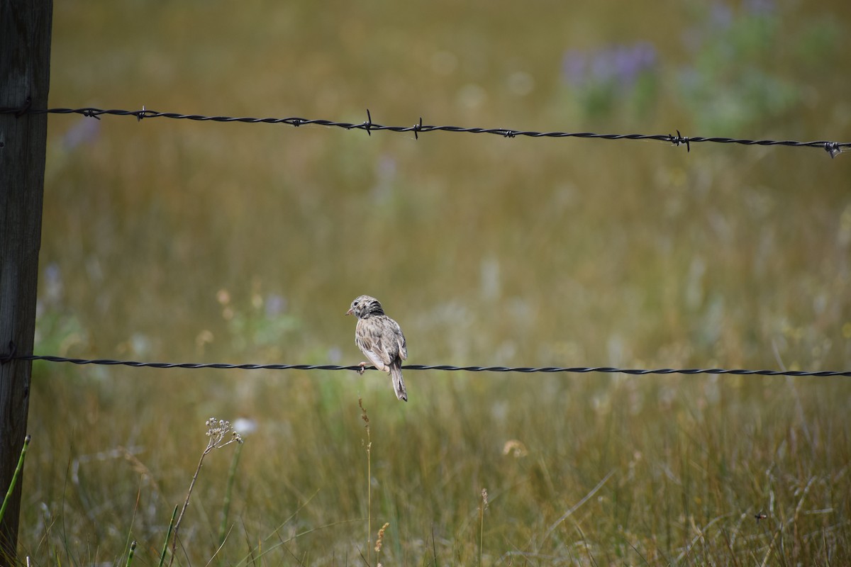 Vesper Sparrow - ML170125401