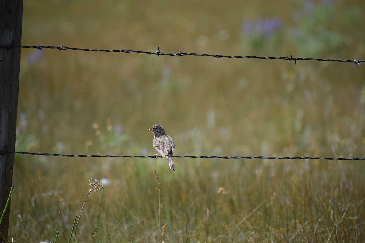 Vesper Sparrow - ML170125411