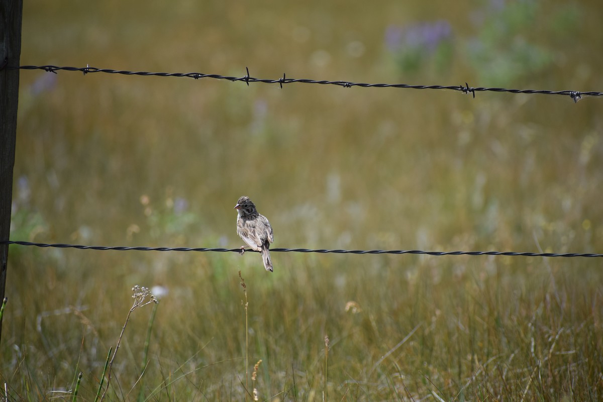 Vesper Sparrow - ML170125421