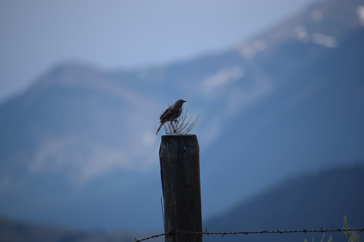 Vesper Sparrow - ML170125511