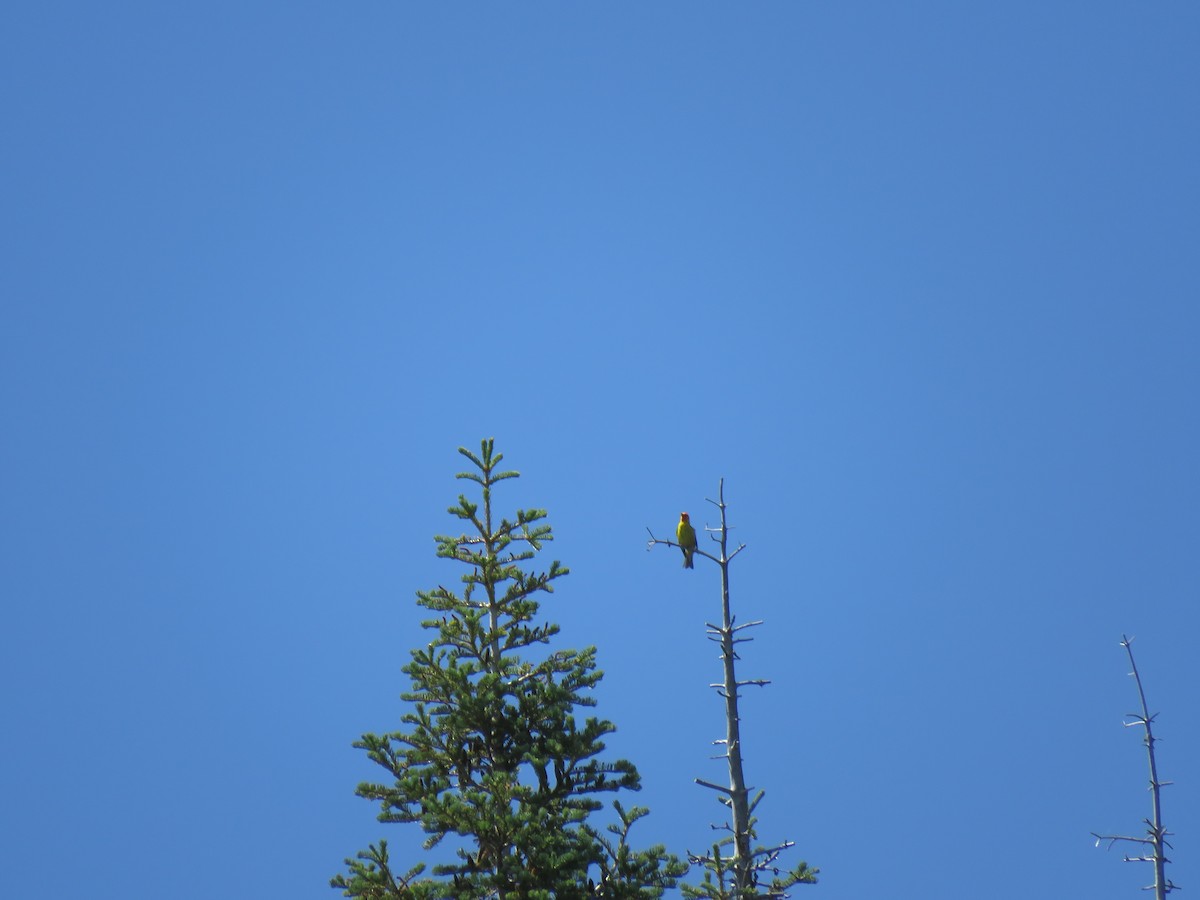 Western Tanager - ML170125931
