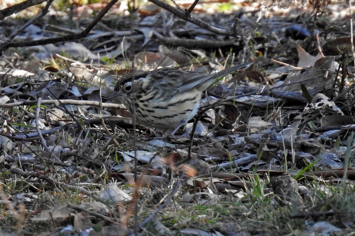 Speckled Warbler - Deb & Rod R