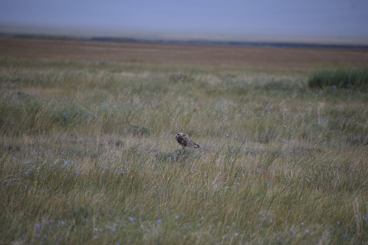 Short-eared Owl - ML170126121