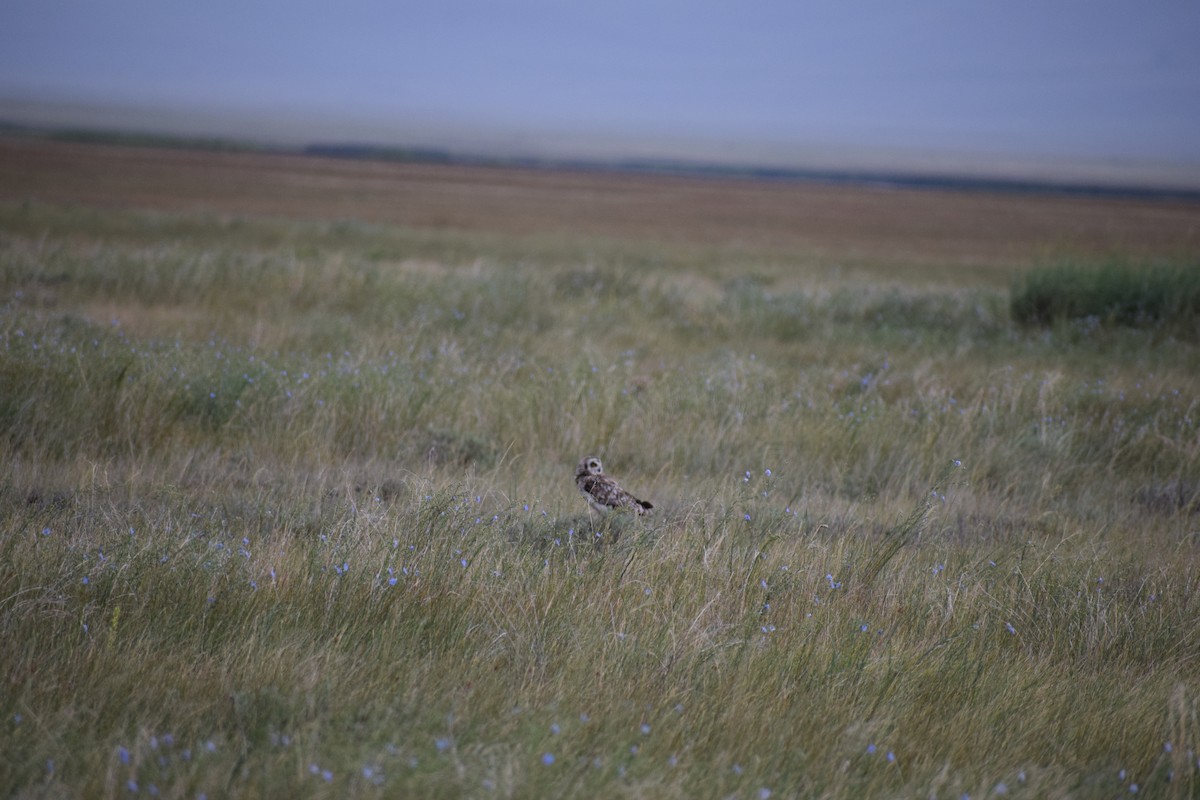 Short-eared Owl - ML170126171