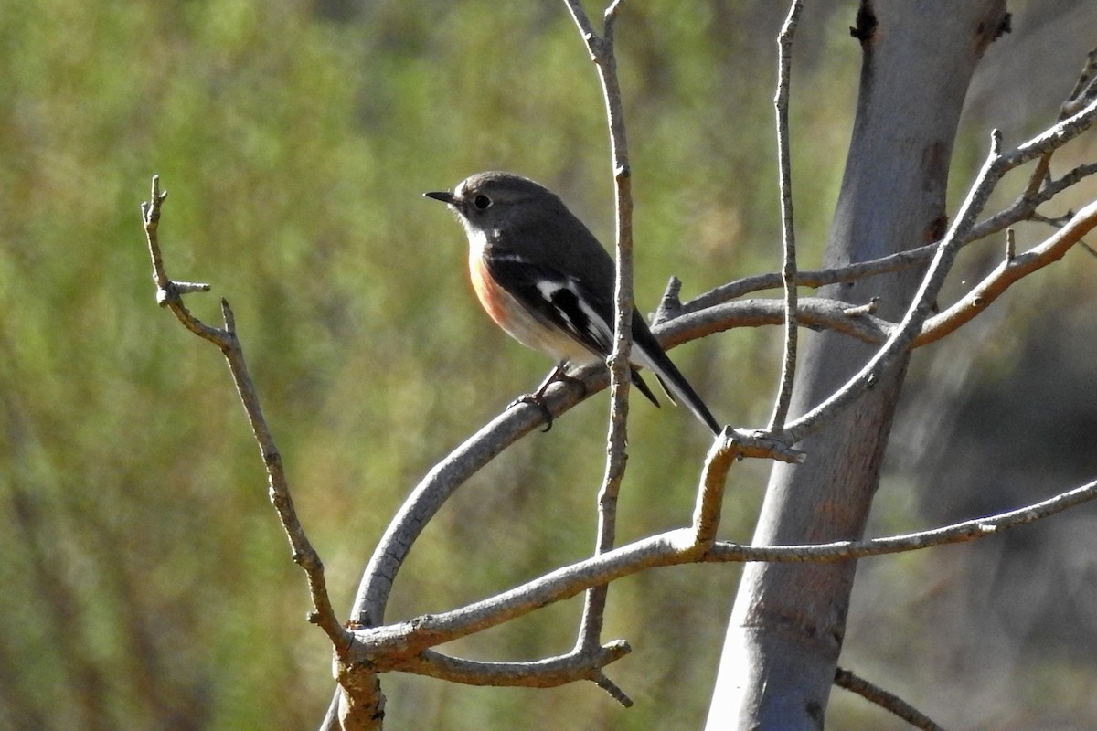 Scarlet Robin - ML170126311