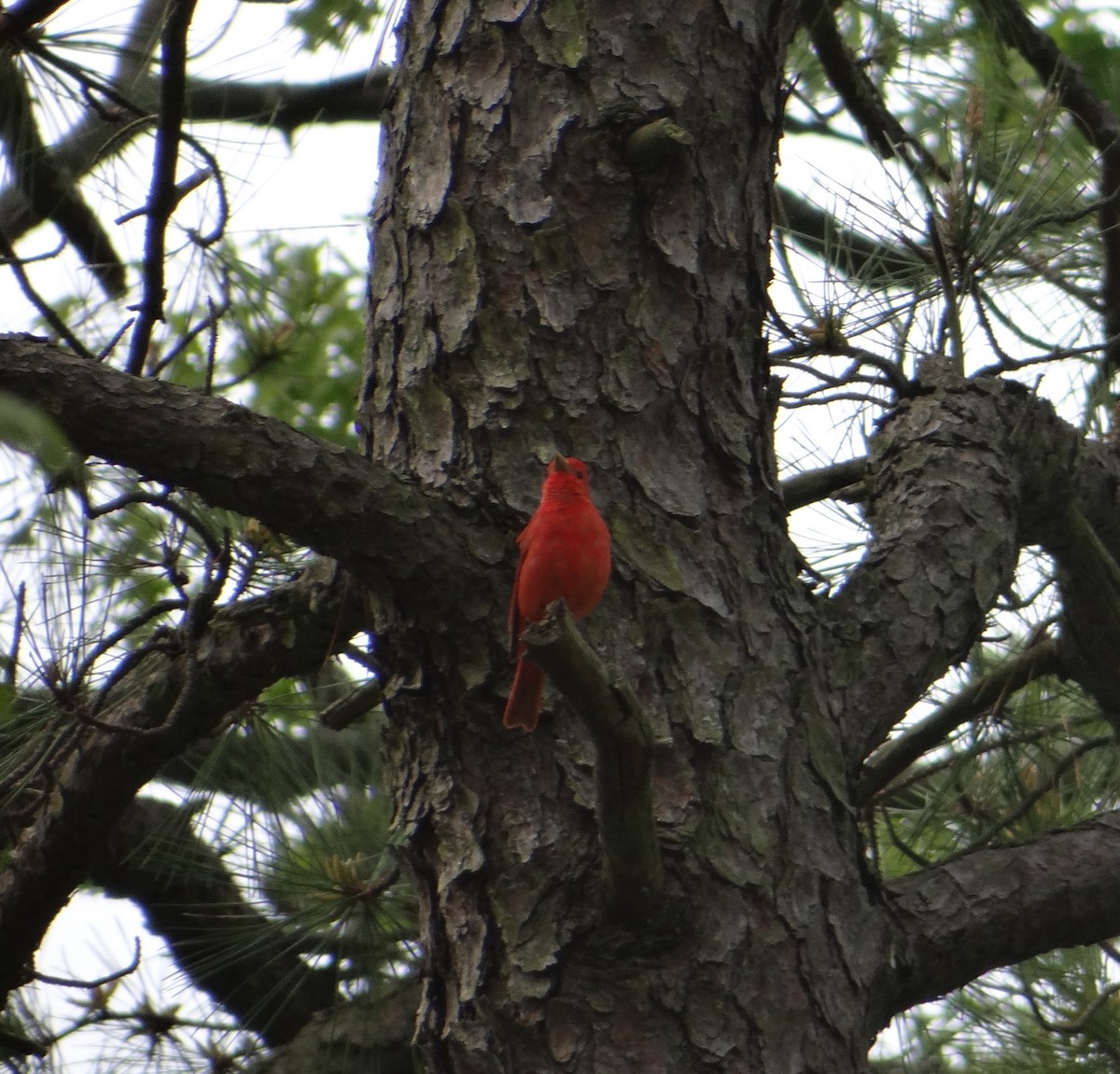 Summer Tanager - ML170127911