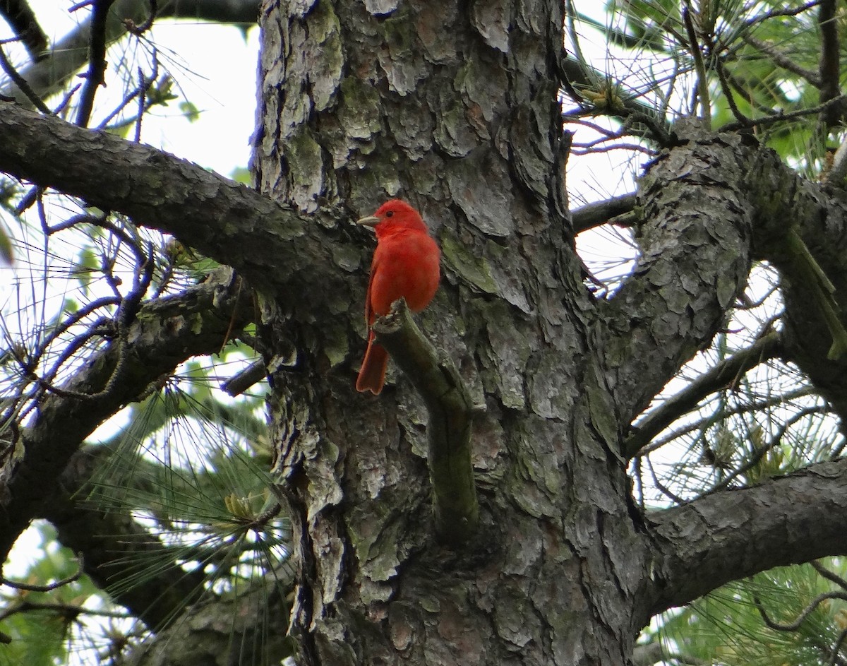 Summer Tanager - ML170127921