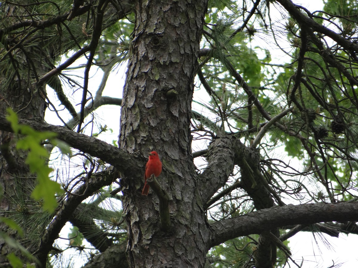 Summer Tanager - ML170127941