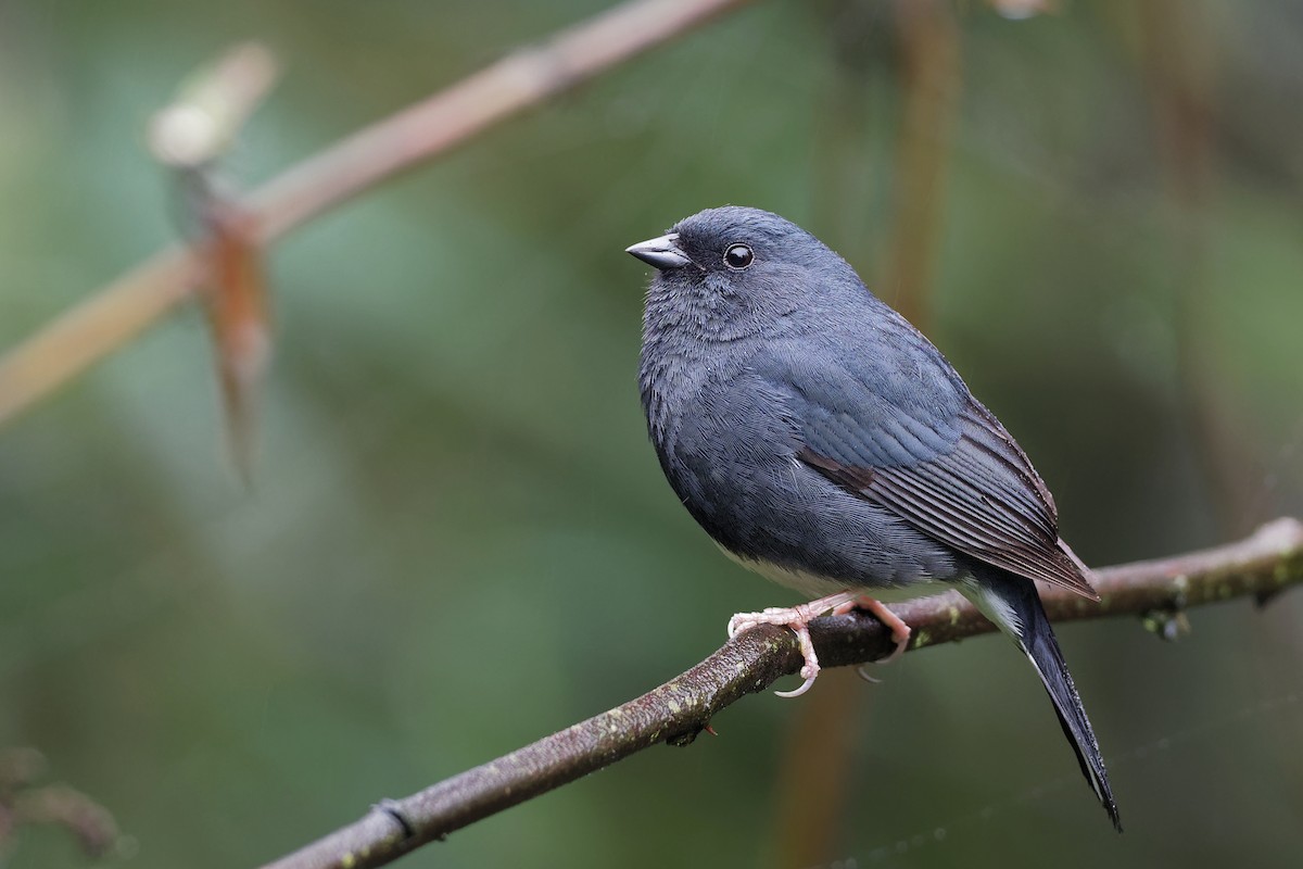 Slaty Bunting - Vincent Wang