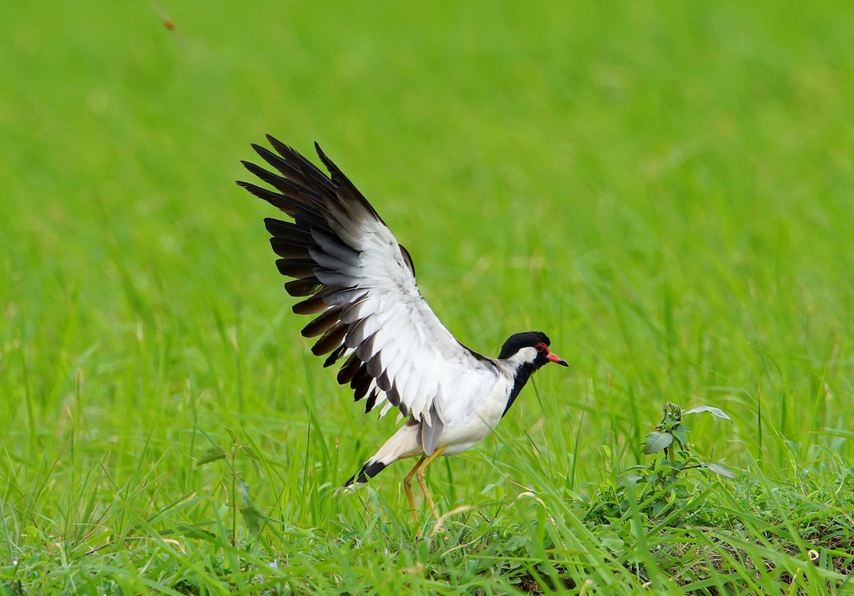 Red-wattled Lapwing - ML170128801