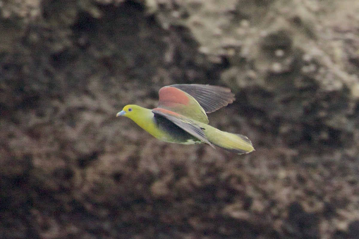 White-bellied Green-Pigeon - Harumi Umi