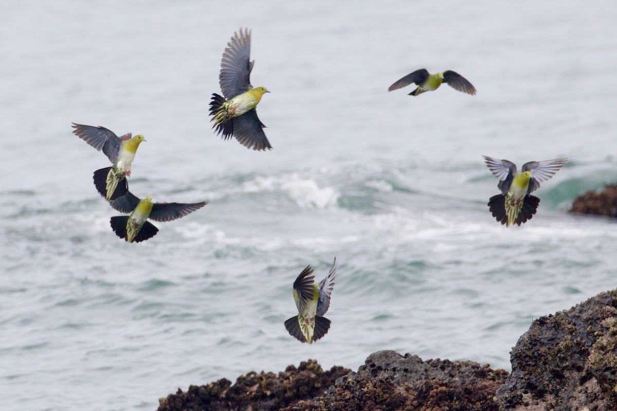 White-bellied Green-Pigeon - Harumi Umi