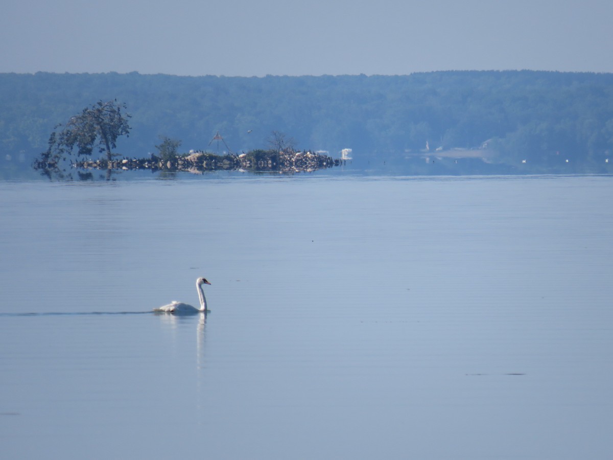 Mute Swan - ML170130331