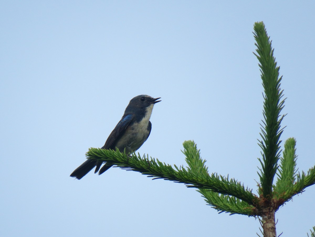 Robin à flancs roux - ML170132331