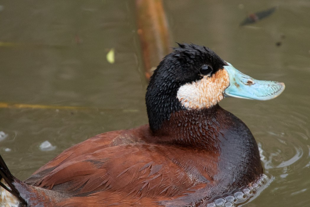 Ruddy Duck - ML170132821