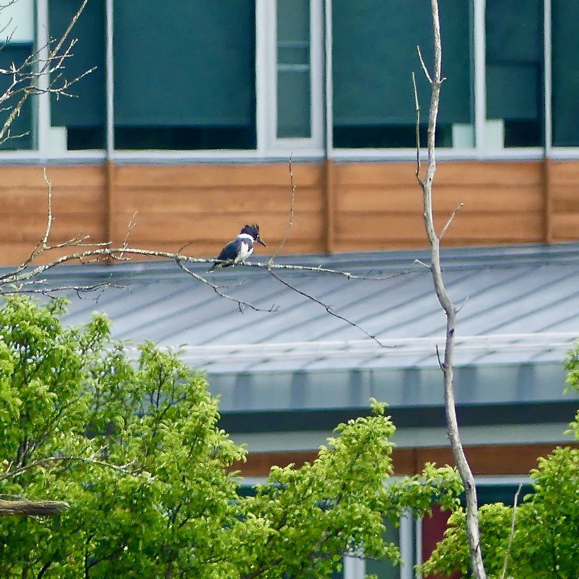 Belted Kingfisher - Tom Shepard