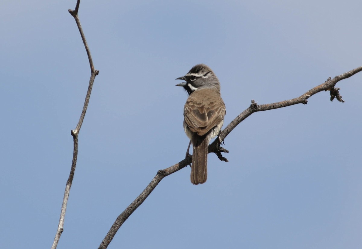 Black-throated Sparrow - ML170134011