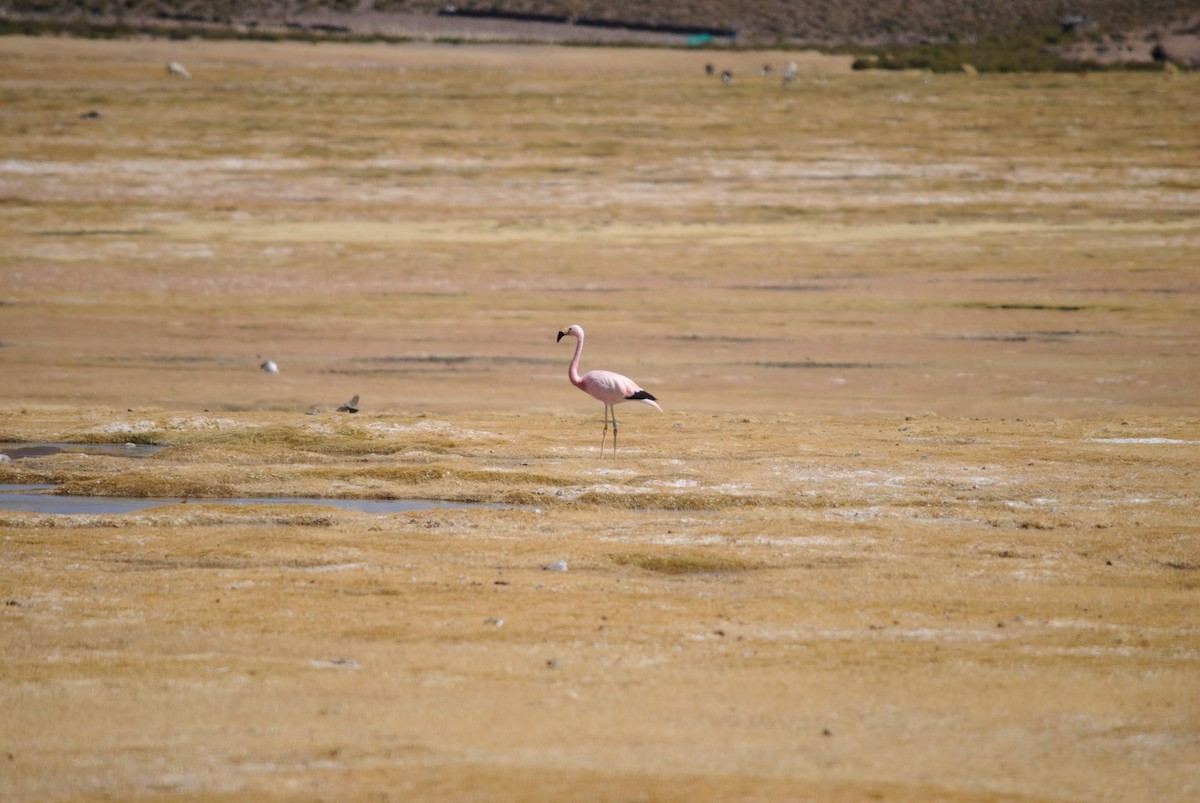 Andean Flamingo - EDUARDO CARRERO ZAPATA