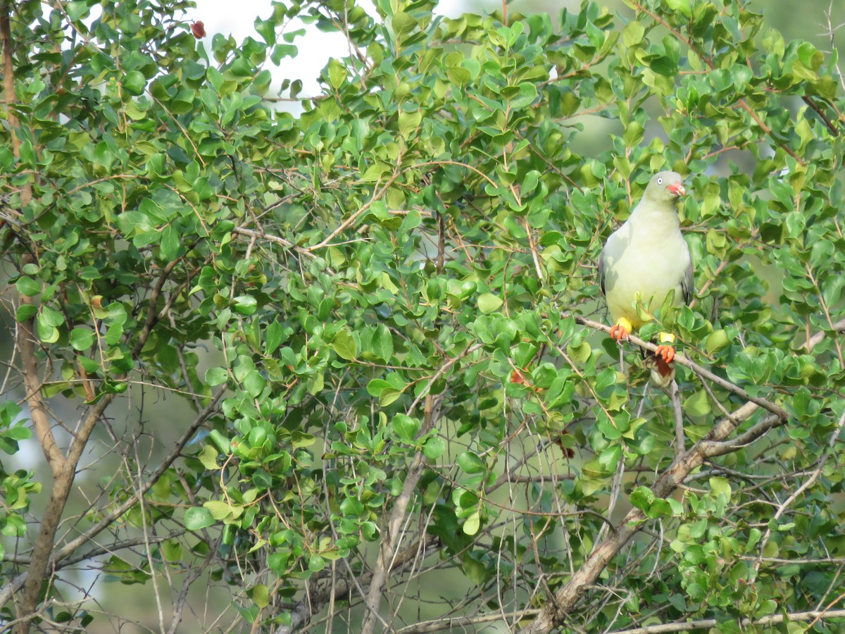 African Green-Pigeon - ML170134761