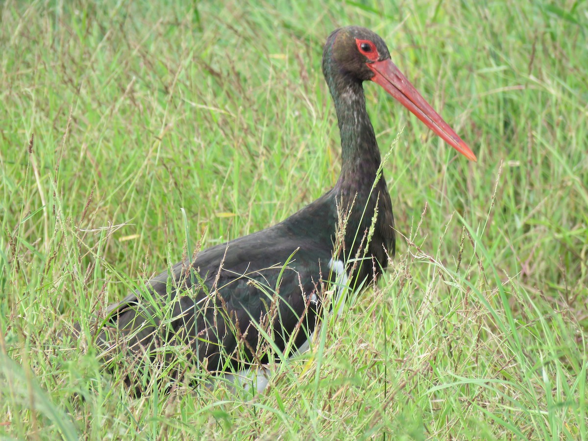 Black Stork - ML170135581