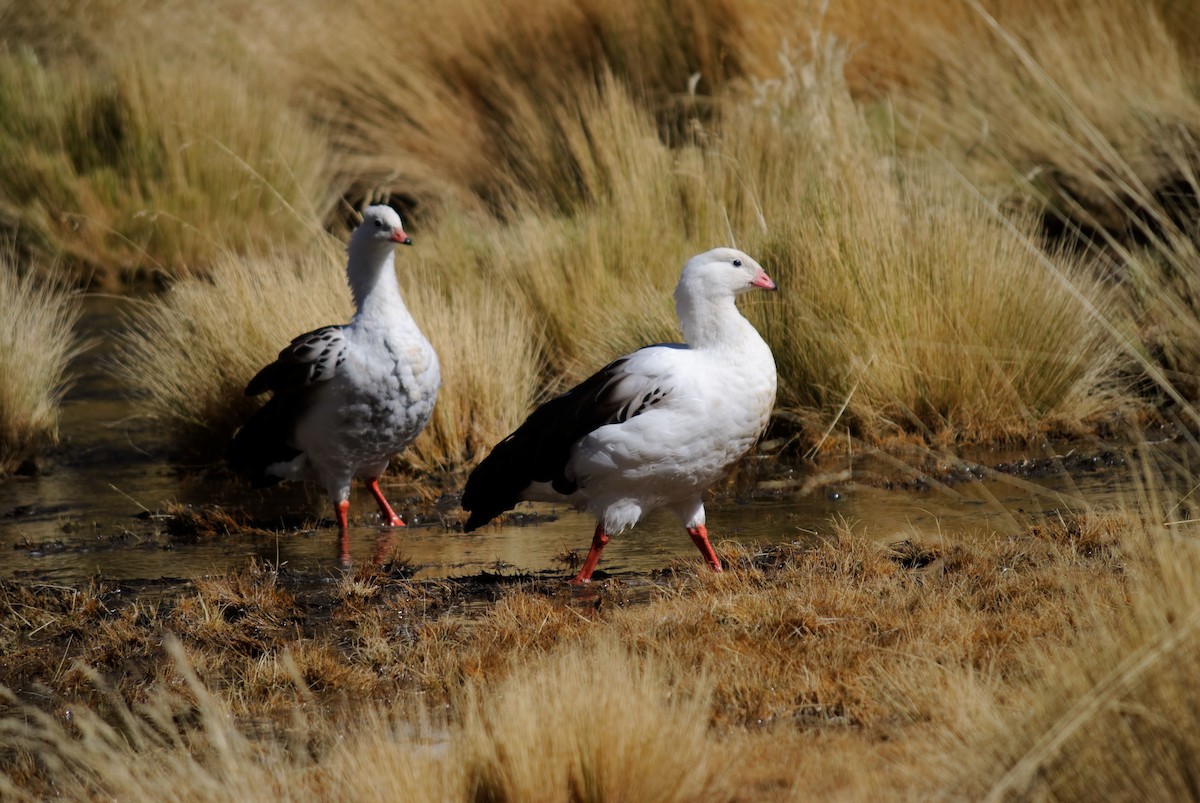 Andean Goose - EDUARDO CARRERO ZAPATA