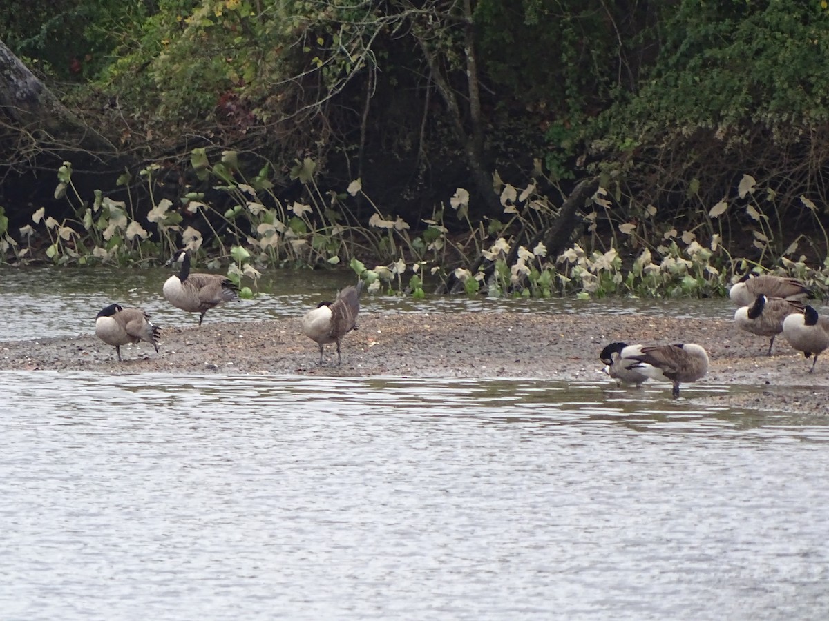 Canada Goose - ML170135681