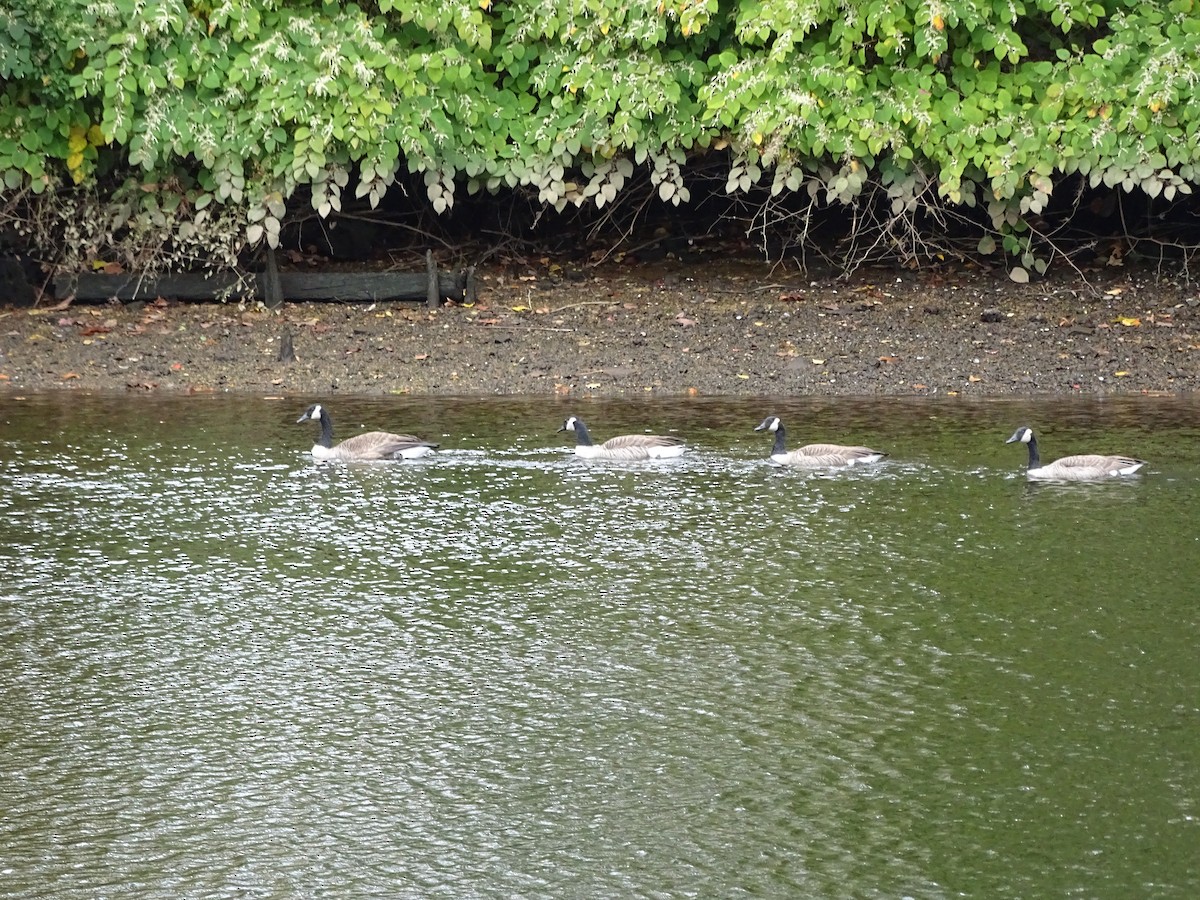 Canada Goose - ML170135691