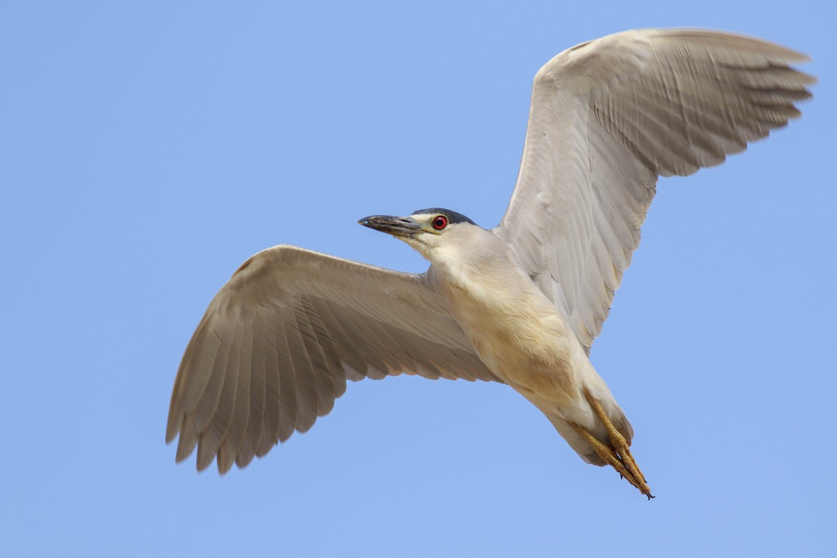 Black-crowned Night Heron - ML170136331