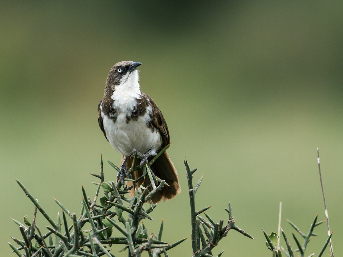Northern Pied-Babbler - Nick Athanas