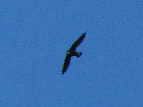 White-throated Needletail - ML170136951