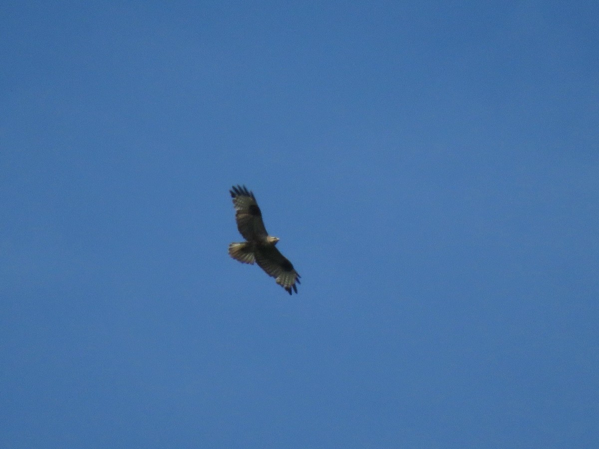 Eastern Buzzard - ML170137061