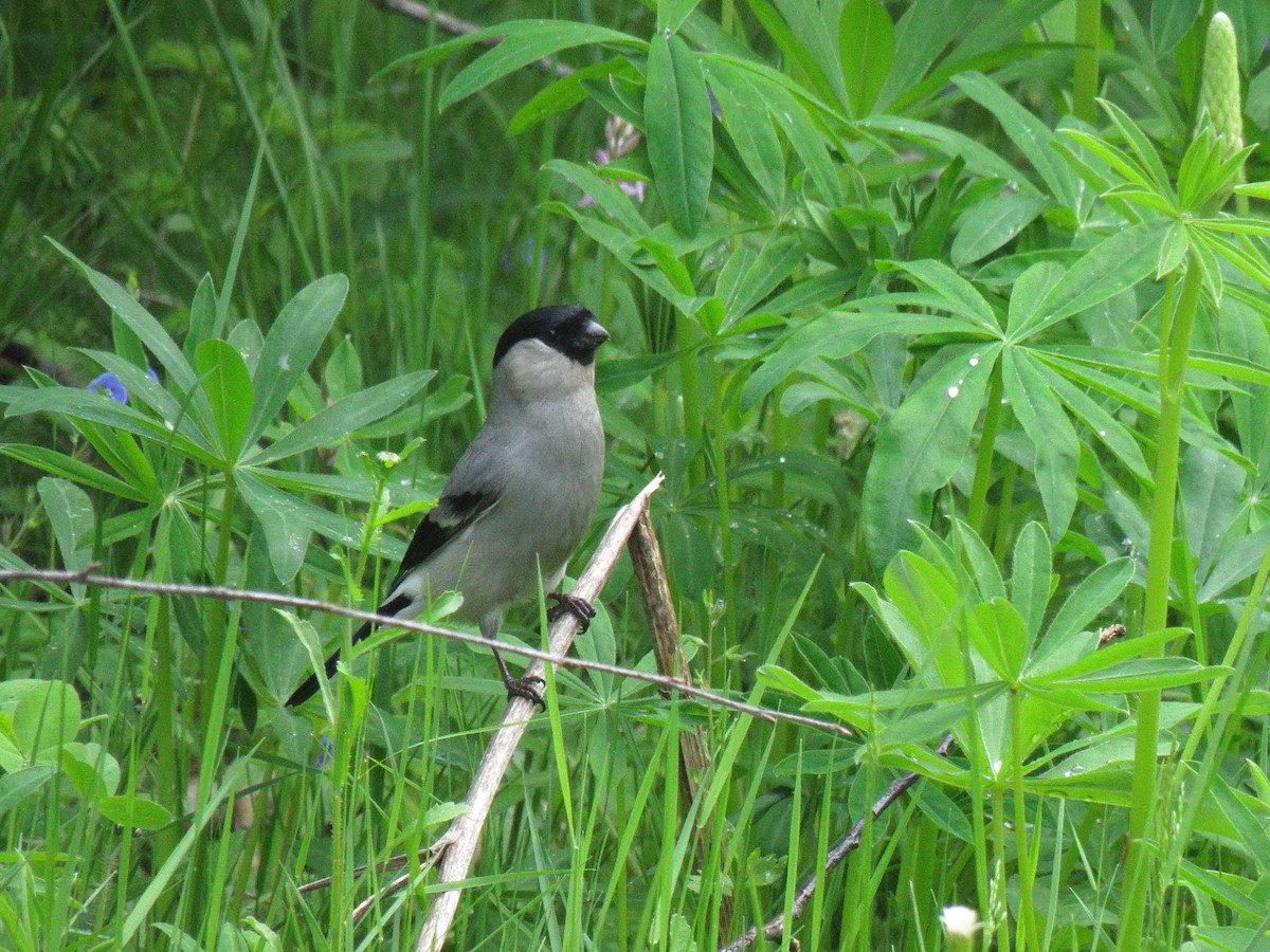 Eurasian Bullfinch - ML170137741