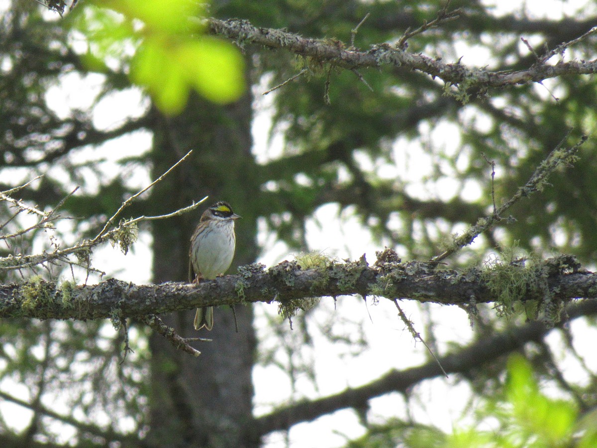 Yellow-browed Bunting - ML170137751