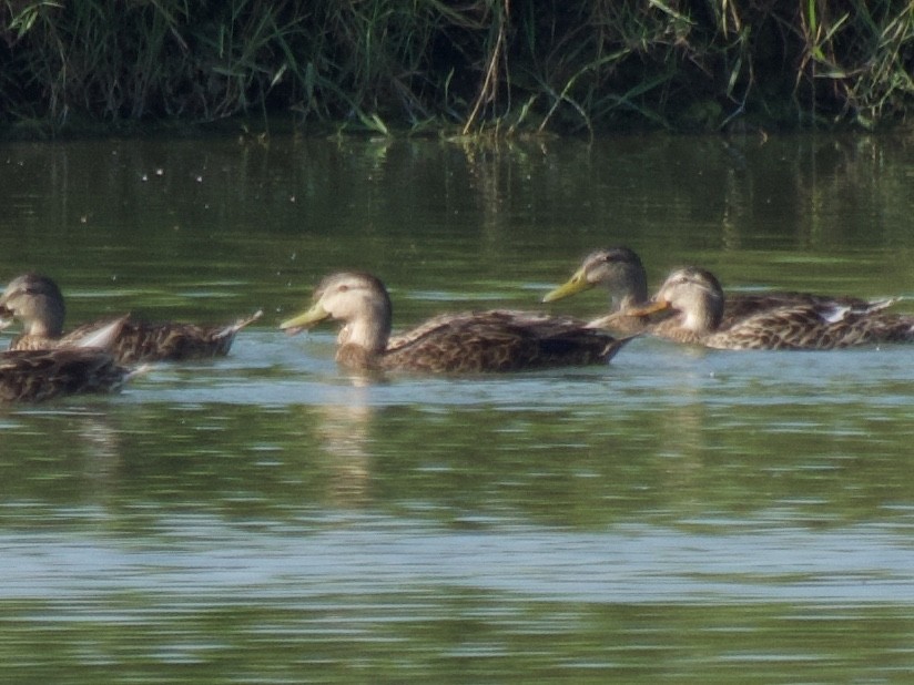 Mottled Duck - ML170137991