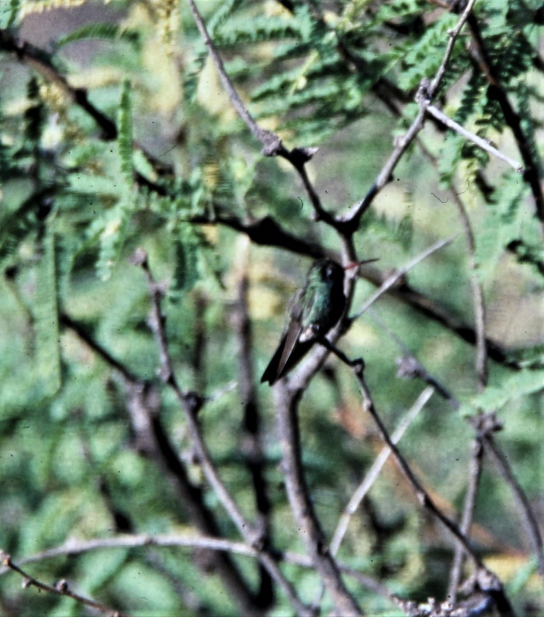 Broad-billed Hummingbird - ML170138311