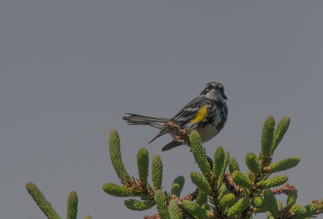Yellow-rumped Warbler (Myrtle) - ML170138331