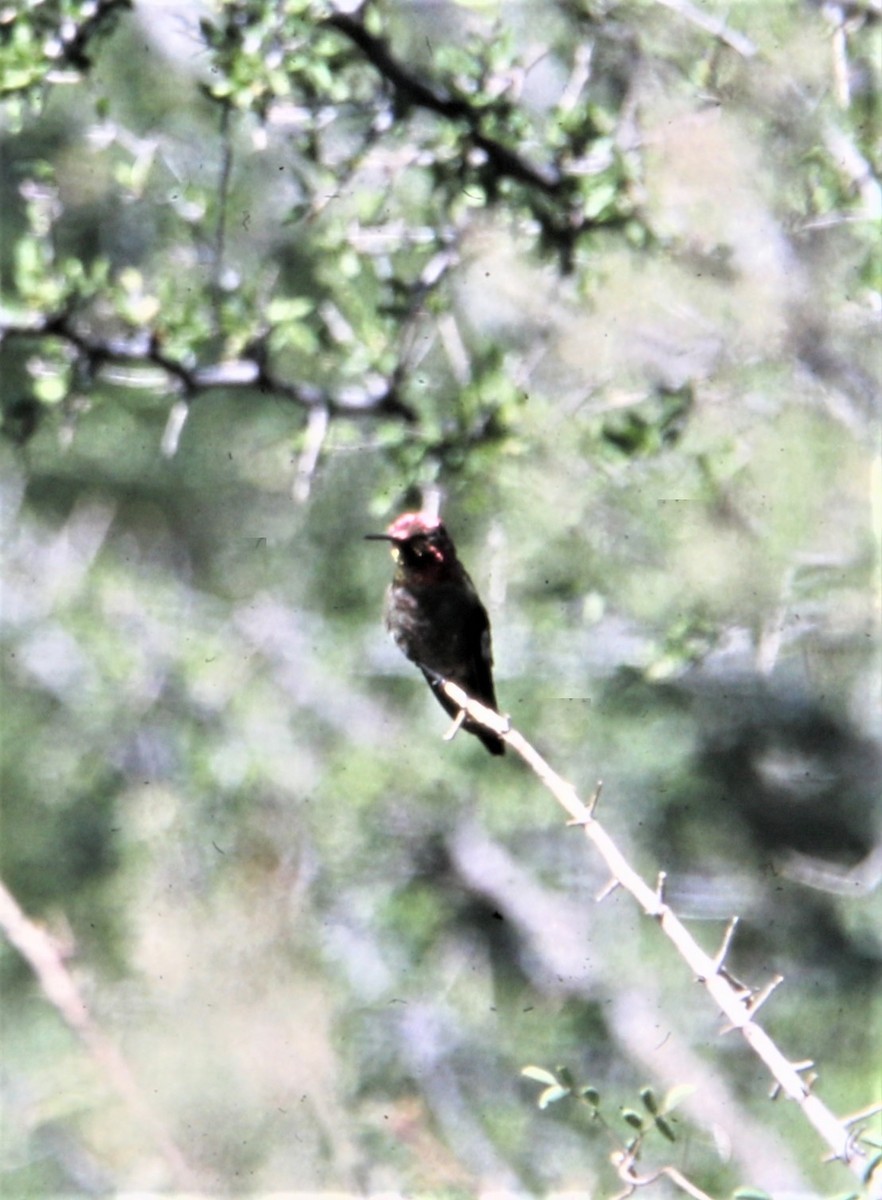 Anna's Hummingbird - ML170138341